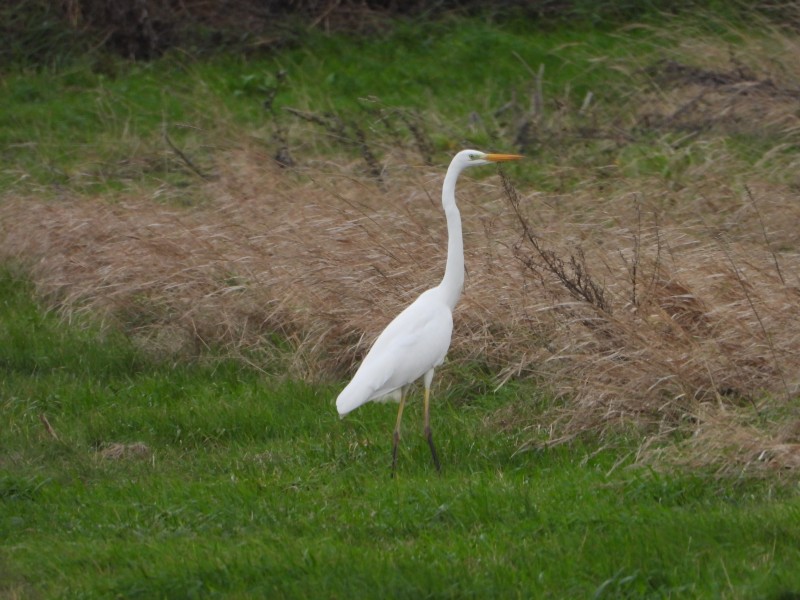 grote zilverreiger2