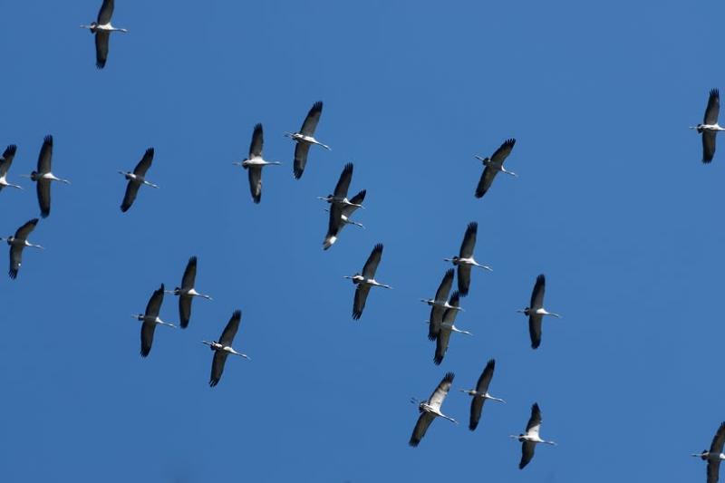 Kraanvogel Rutten Wauters Alice